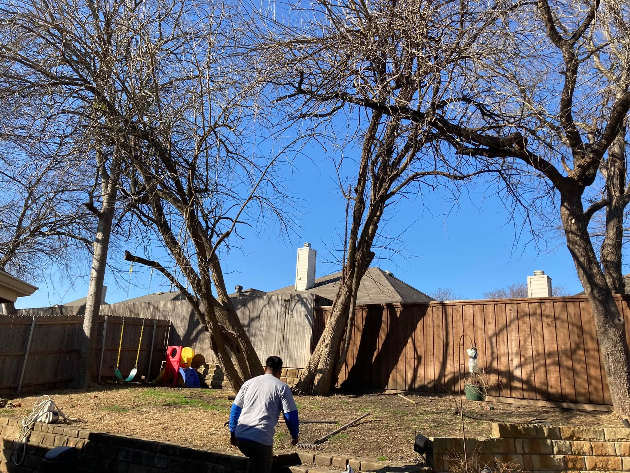 Professional tree removal services in Rowlett residential backyard