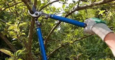 Professional tree trimming services in Plano TX showing precision pruning techniques