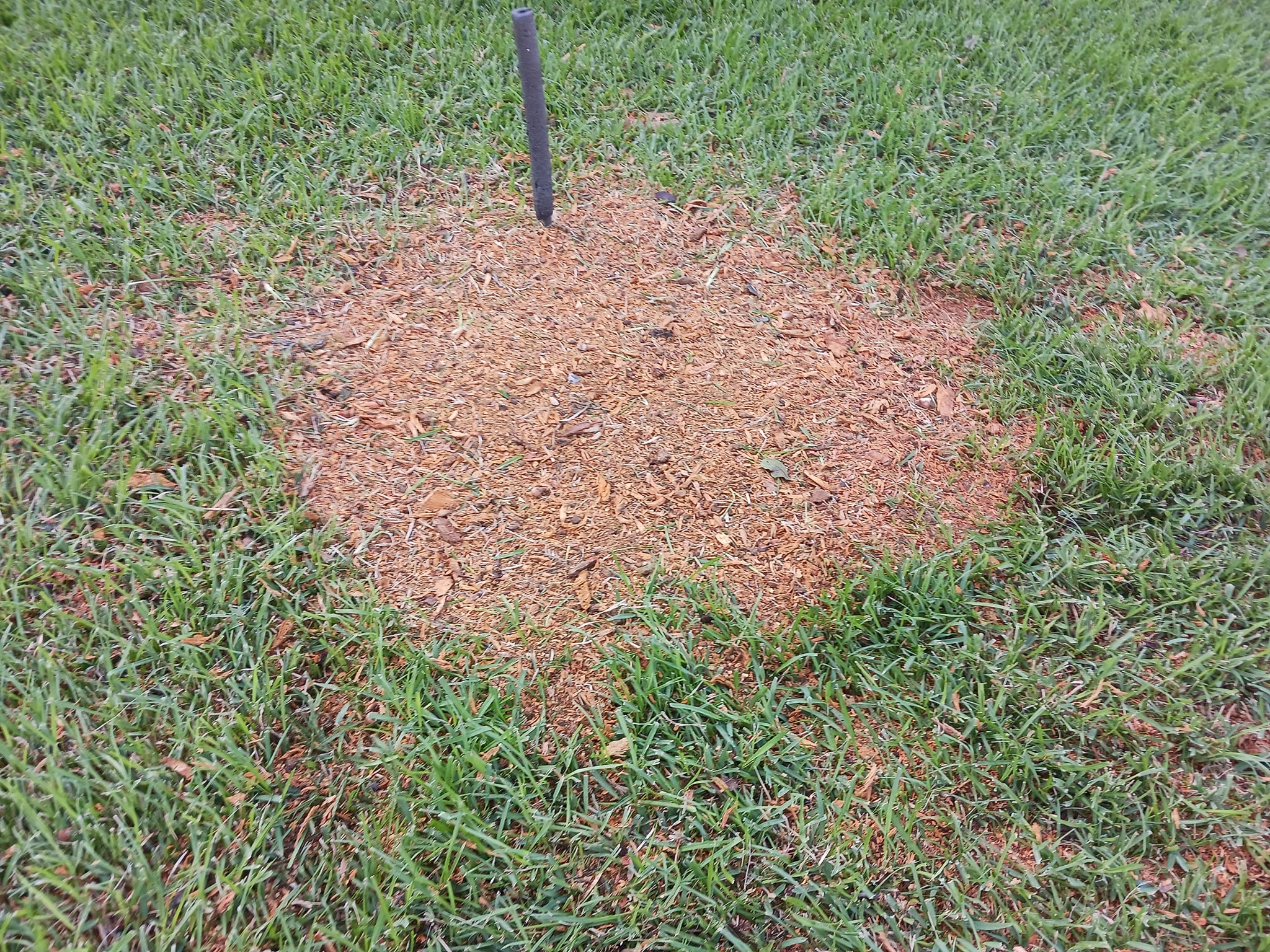 Clean stump grinding results with wood chips in Sachse, TX