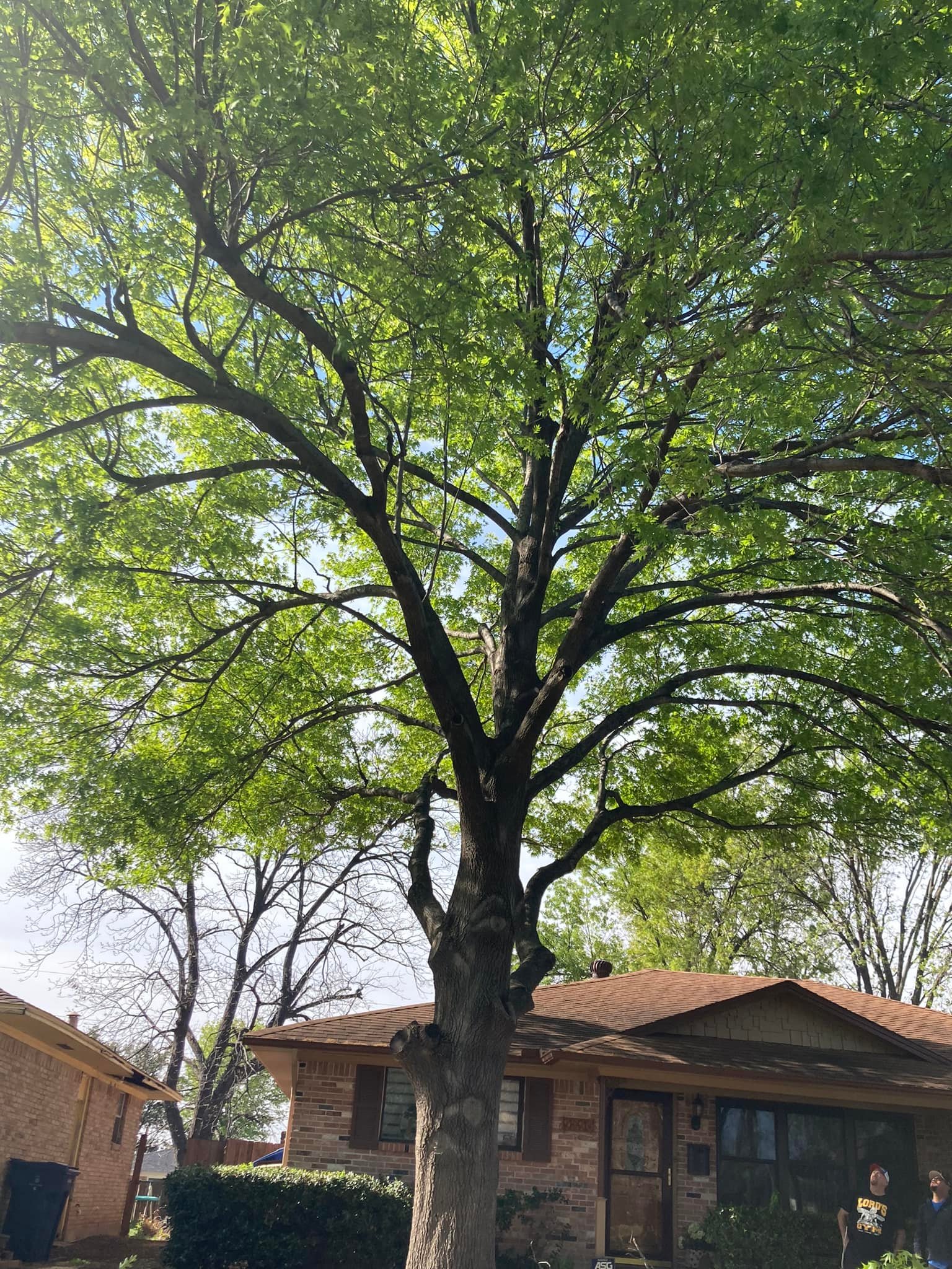 Professional tree care services in Wylie, TX - mature tree maintenance
